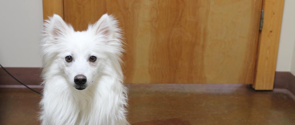 dog ear infection treatment Lenexa KS