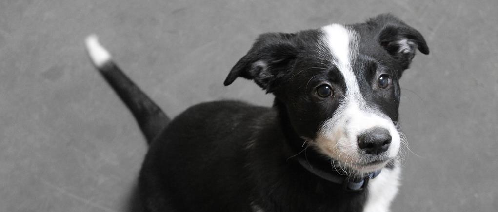 adult pet vaccines Lenexa KS