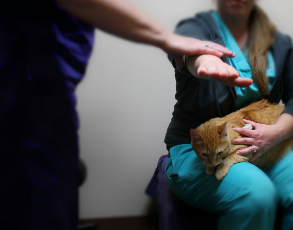 pet skin allergy treatment Lenexa KS