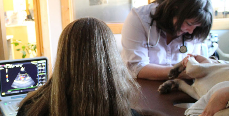inflammatory bowel disease in pets Lenexa KS