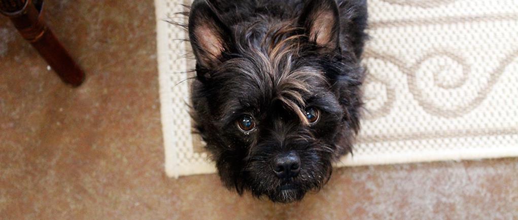 pet conditions treated Lenexa KS