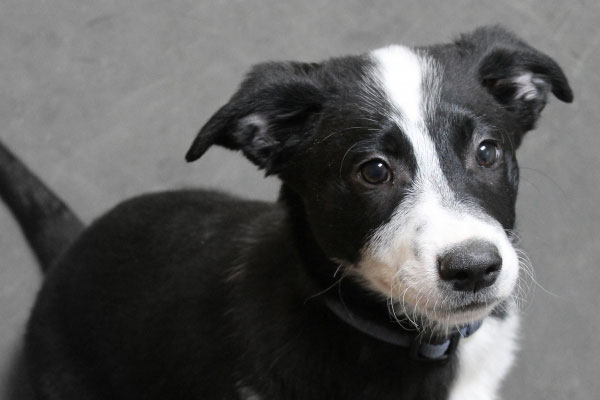 pet weight management Lenexa KS
