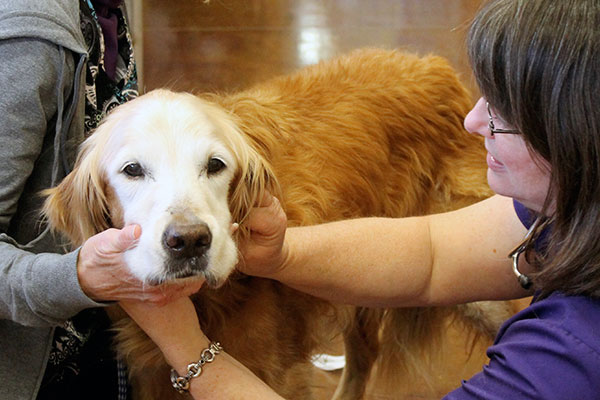 pet arthritis treatment Lenexa KS