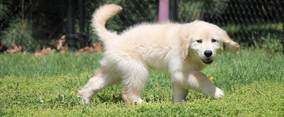 IVDD treatment for dogs Lenexa KS